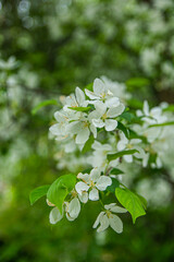 apple tree blossom