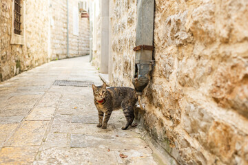 Stray tabby cat on a narrow cobblestone street. Historic charm, urban exploration, and everyday life in old European towns.