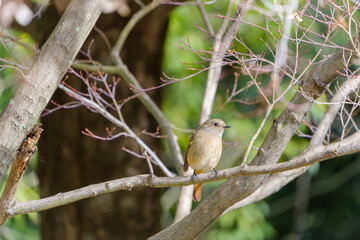 冬の木の枝にとまるジョウビタキの雌