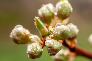 Fresh spring buds with water droplets glisten on a branch, heralding new life and growth.