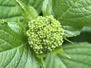 神田川4月：アジサイの蕾 2025/4/28