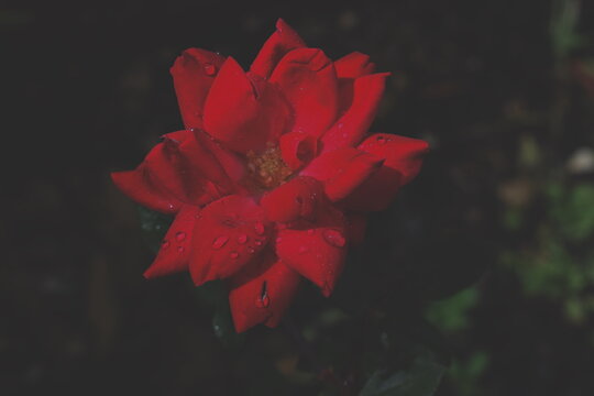 Rose life, natural