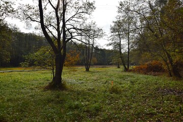 Fototapeta premium trees in autumn