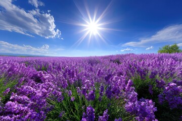 Fototapeta premium Lavender fields bloom under a bright sun in a vibrant landscape