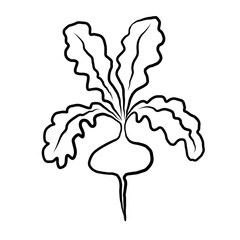 Radish ink sketch on isolated white background. Vector vegetable graphic, botanical line art. Organic radish with leaves, food, harvest. Design for label, logo, card, print paper, sign, wrapping
