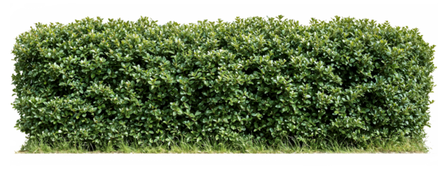 Perfectly trimmed rectangular boxwood hedge with dense green foliage, ideal for formal garden borders, privacy screens or landscaping design elements