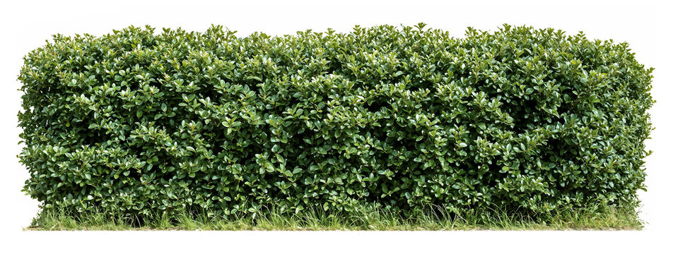 Perfectly trimmed rectangular boxwood hedge with dense green foliage, ideal for formal garden borders, privacy screens or landscaping design elements