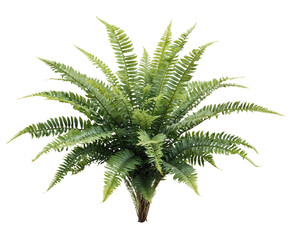 Lush green Boston fern with feathery arching fronds radiating from central crown, displaying...