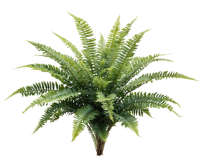 Lush green Boston fern with feathery arching fronds radiating from central crown, displaying classic ornamental houseplant with delicate detailed foliage on transparent background