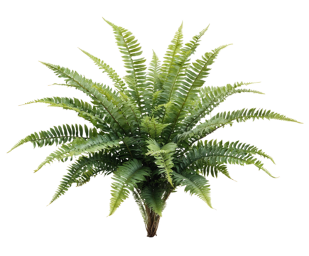 Lush green Boston fern with feathery arching fronds radiating from central crown, displaying classic ornamental houseplant with delicate detailed foliage on transparent background