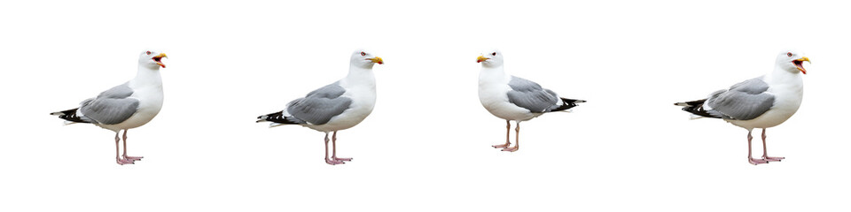 Obraz premium Seagulls in a Row: A serene scene of seagulls standing in a row. Capture the birds unique posture and detail of the seagulls. 