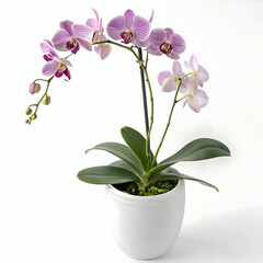 Hyper-detailed 3D orchid displayed in a white vase on a seamless white background for floral decor visuals
