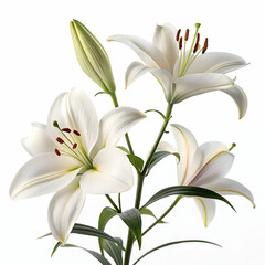 Fototapeta premium Minimalist 3D lily rendered with soft lighting on a crisp white backdrop for modern floral visuals 