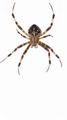 Spider close view over white background, no shadow