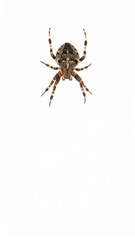 Spider close view over white background, no shadow