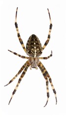 Spider close view over white background, no shadow