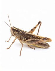 Fototapeta premium Grasshopper close view over white background, no shadow