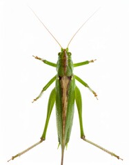 Grasshopper top view over white background, no shadow