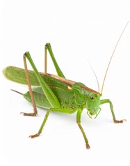Grasshopper close view over white background, no shadow