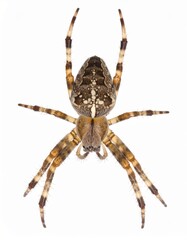 Spider close view over white background, no shadow