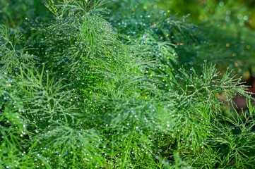 Fresh green dill herb glistens with dew drops in the garden, a culinary delight ready for harvest.