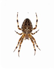 Spider close view over white background, no shadow