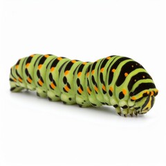 Naklejka premium Caterpillar close view over white background, no shadow