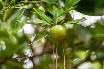 緑色に実る柑橘系の果実と葉のクローズアップ