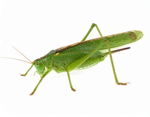 Grasshopper close view over white background, no shadow