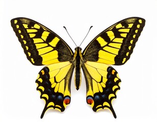 Colored Papilio Machaon butterfly close view over white background