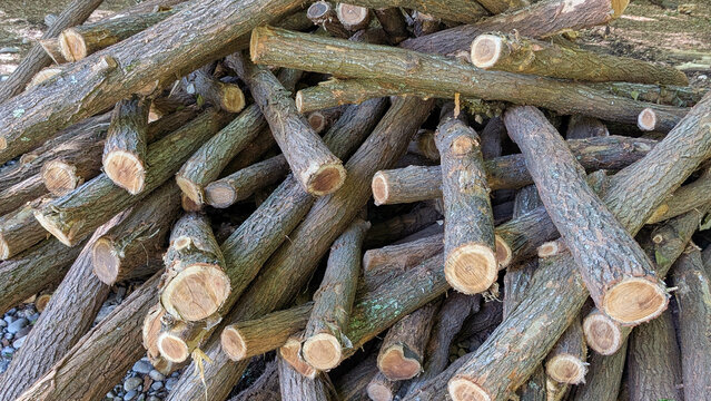 Stacked freshly cut wooden logs forming textured background, showcasing natural timber texture with rustic appeal for forestry, logging, and woodworking themes - Powered by Adobe