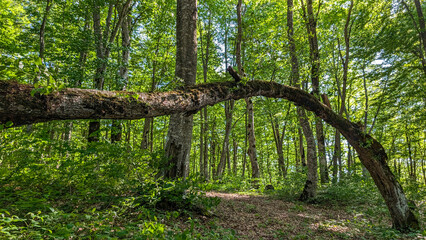 Massive fallen tree forming natural woodland archway, dappled sunlight highlighting moss covered...