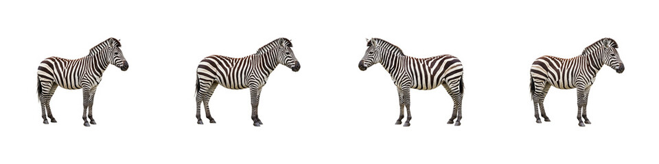 Zebra Array in Silhouette: Witness a mesmerizing display of zebra in a carefully curated array, each silhouette embodying the animal's majestic essence. Reflecting an untamed spirit.