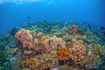 Coral reef South Pacific, Bali