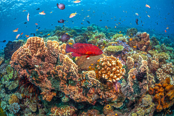 Coral reef South Pacific, Bali