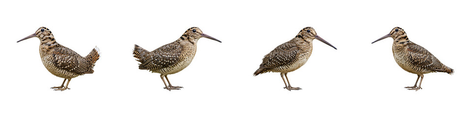 Woodcock's pose: A collection of Woodcocks are captured in dynamic poses against a clean backdrop, emphasizing their distinctive features and avian grace.