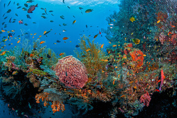 Coral reef South Pacific, Bali