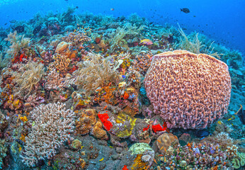 Coral reef South Pacific, Bali