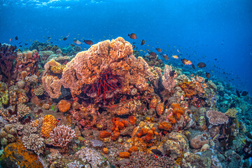 Coral reef South Pacific, Bali