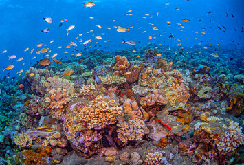 Coral reef South Pacific, Bali
