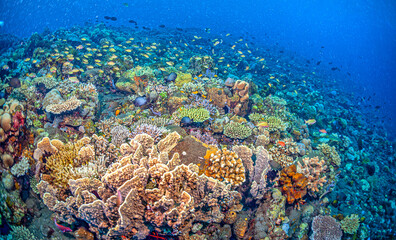 Coral reef South Pacific, Bali