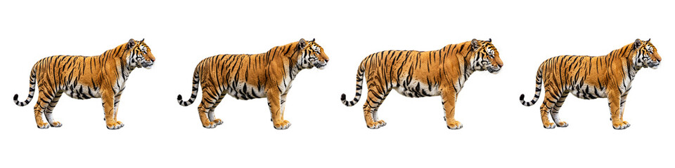 Obraz premium Tigers in a Row: A stunning display of majestic tigers, captured in perfect profile, their powerful forms and distinctive stripes showcased. a symbol of strength and beauty of the animal kingdom.