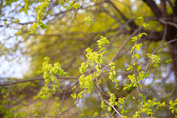 A branch of the elm tree. Dutch elm. Golden elm, in spring