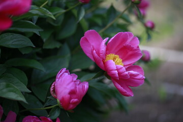 Fototapeta premium Pink blooming peony, outside shooting
