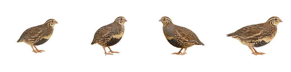 Quails in a Row: A quartet of quails, standing side by side, each exhibiting unique patterns in a clean, crisp, photorealistic presentation. Showing wildlife, natural habitats and animal beauty. 