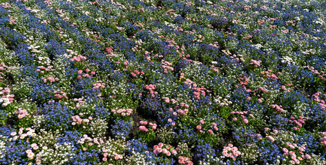 Pink daisies with blue and white forget-me-nots on a flower bed in garden blooming bg