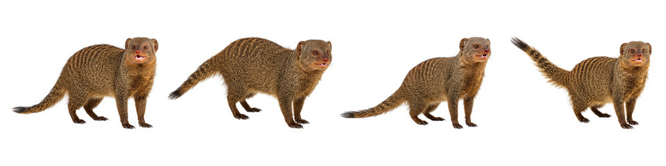 Mongoose in Action: Four sleek mongoose with keen eyes and agile forms traverse a clean surface. Witness their dynamic movement and elegant profile, capturing a slice of wildlife elegance.