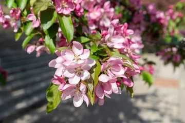 Foto auf Acrylglas Pflegezentrum Pink spring tree blossom. Apple flowers close up, bloom branch in garden, delicate pink flowers  © artemstepanov