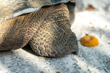 Macro view of the foot of a giant tortoise, showing rough skin, thick scales, armored surface