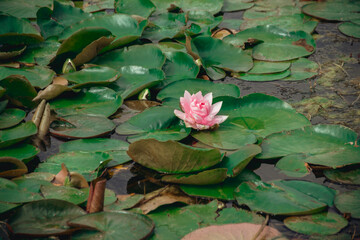 Dnieper River, Ukraine. Elegance of nature: water lilies covered the river, living nature.